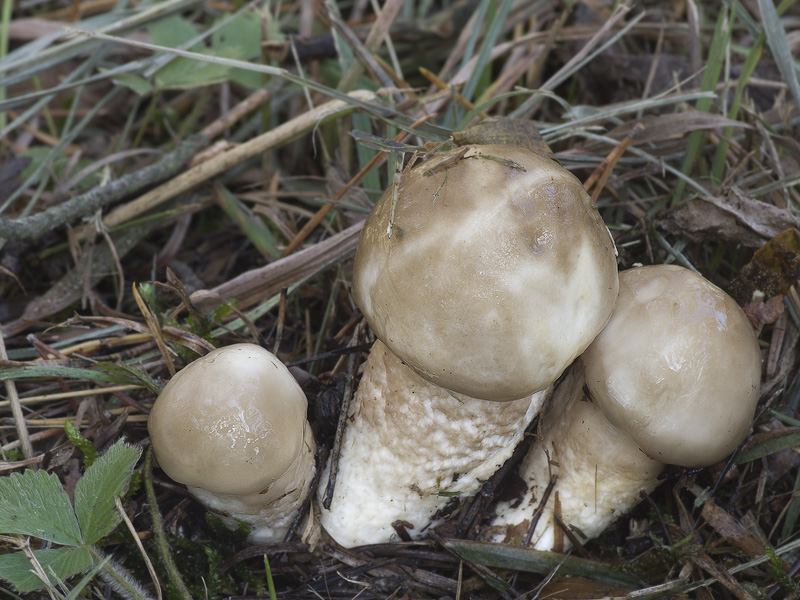 Hygrophorus latitabundus